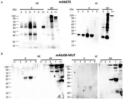 Production of two SARS-CoV-2 neutralizing antibodies with different potencies in Nicotiana benthamiana